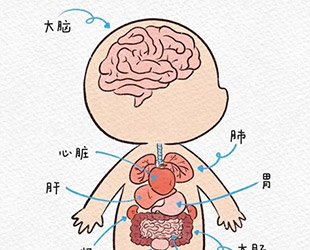 幼儿园小朋友身体内部器官认知图鉴